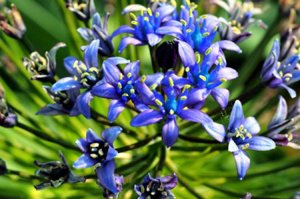 Mediterranean Blue Bell