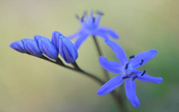 Mediterranean Blue Bell