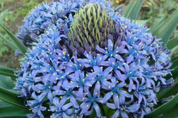 Beautiful blue bell flowers.
