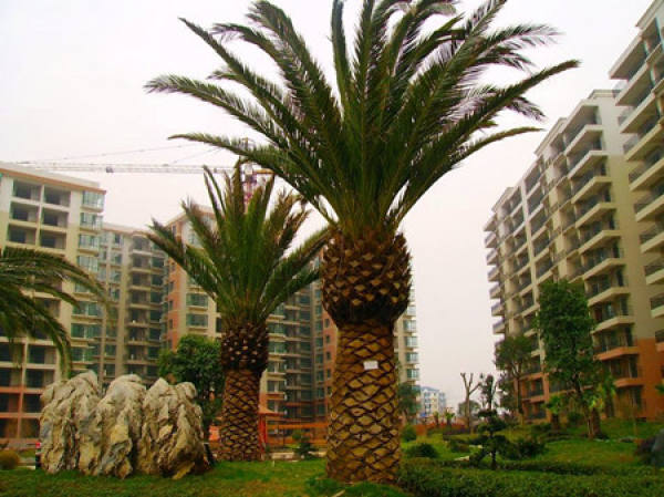 date tree