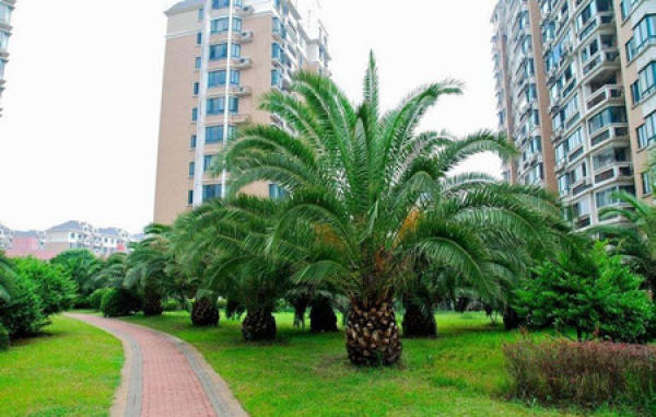 A verdant date palm
