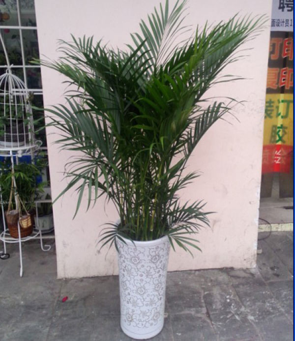 Potted rich coconut