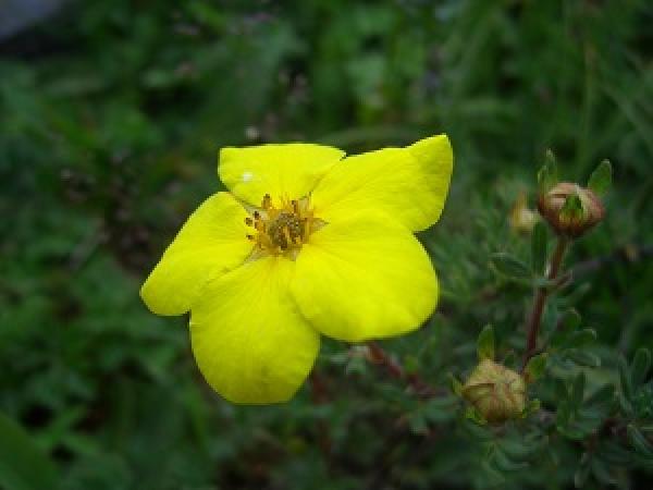 The flowers of Potentilla fruticosa