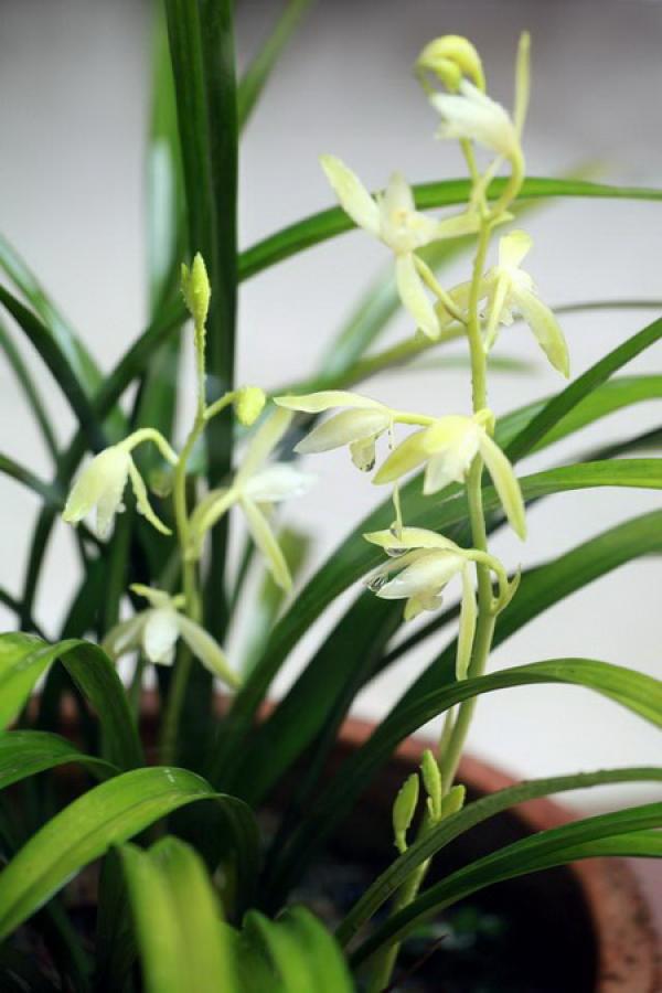 Potted Cymbidium