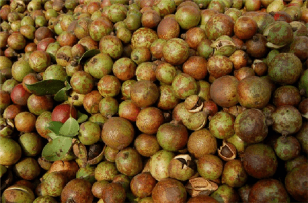 Fruit of Camellia oleifera