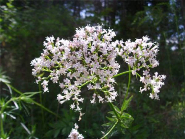Little Fresh Valerian