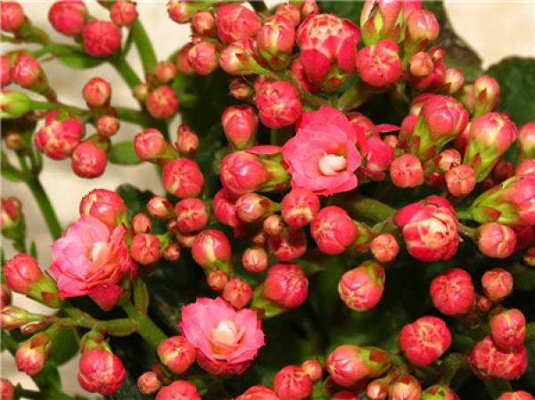 Beautiful Jonquil