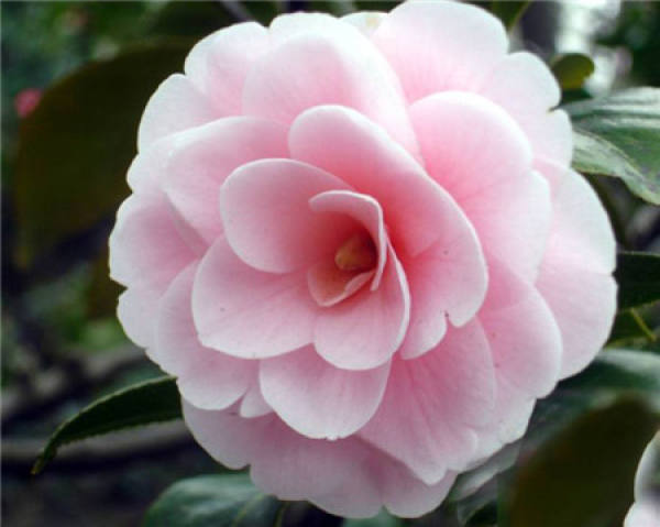 Pale pink camellias