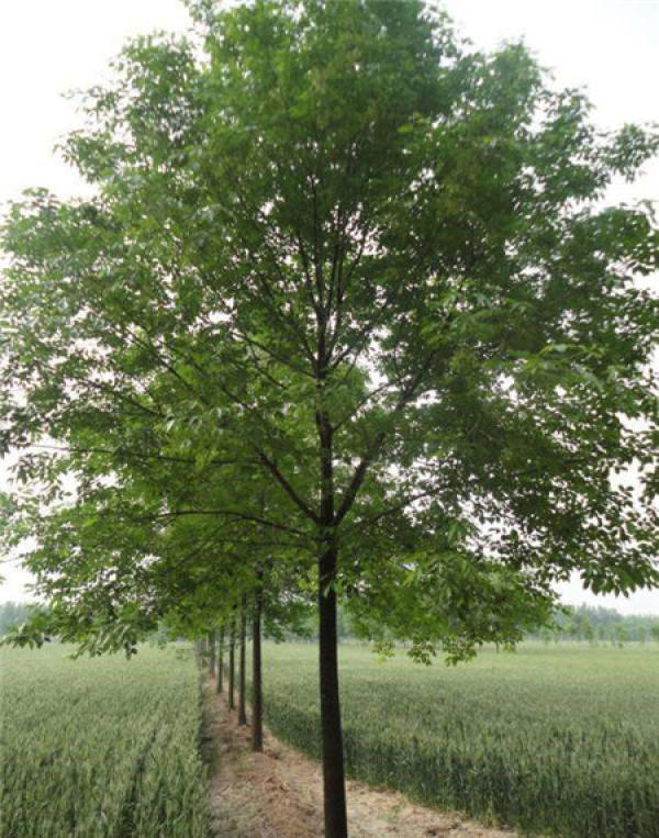 Ash plant