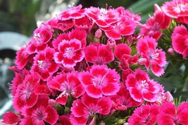 Dianthus plumarius