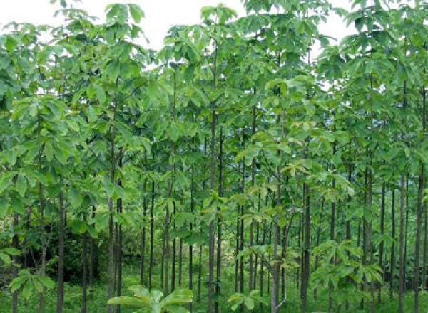 Magnolia officinalis plant