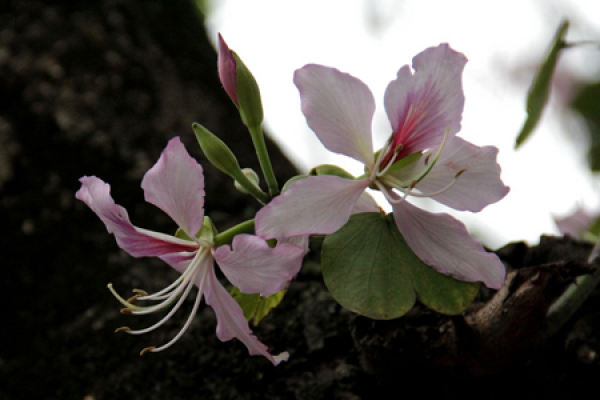 Bauhinia flower