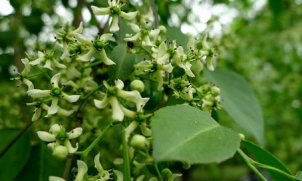 The Emerald White Du