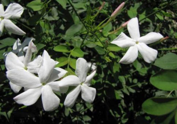 Nice plain flowers.