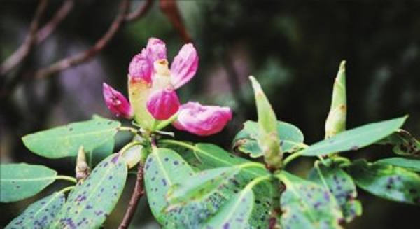 Rhododendron lanatum plant