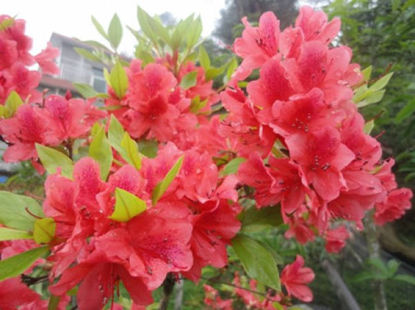 Beautiful woolen azalea