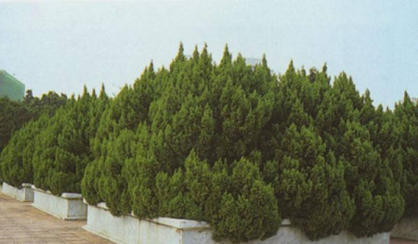 .. the lush juniper.