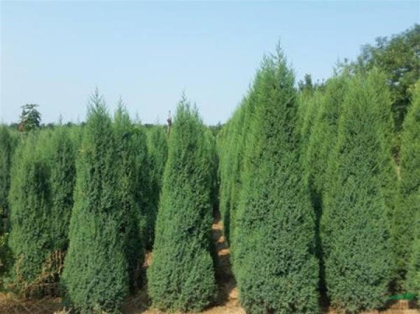 Pagoda juniper
