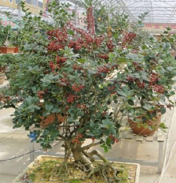Ilex plant with red fruit