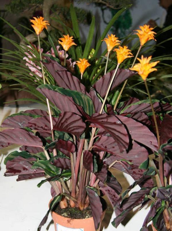 Potted arrowroot with yellow bud