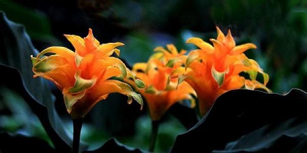 Arrowroot flower with yellow bract