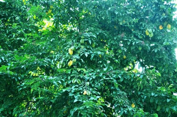carambola