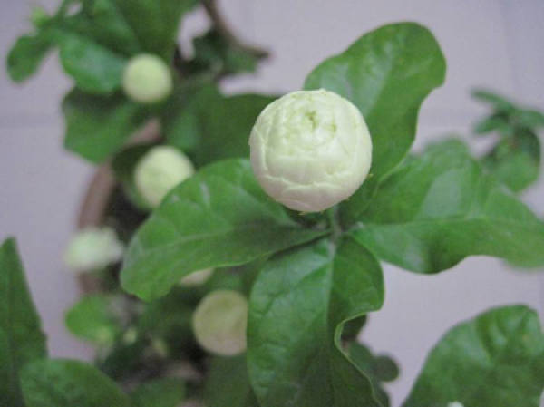 Orb jasmine bud