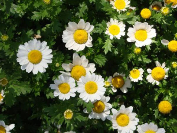 white crystal chrysanthemum