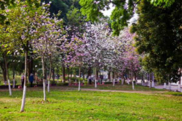 Bauhinia plant