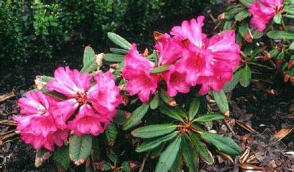 Rhododendron adenocarpum plant