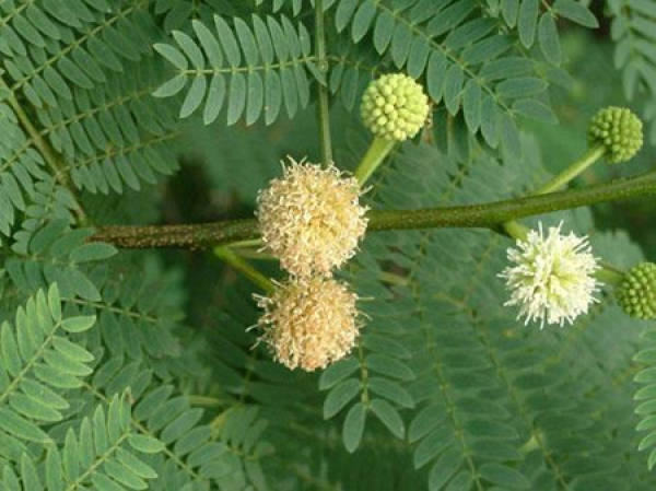 Leucaena plant