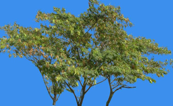 Leucaena plant