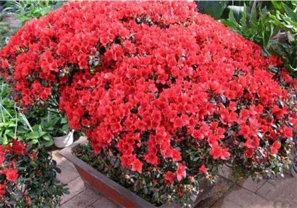 Potted red azalea
