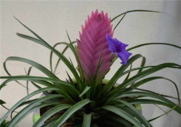 A good-looking iron orchid