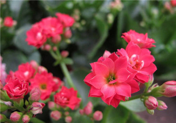 Beautiful Jonquil