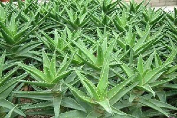 aloe