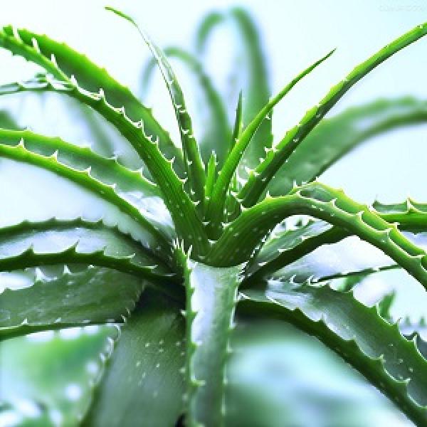 aloe