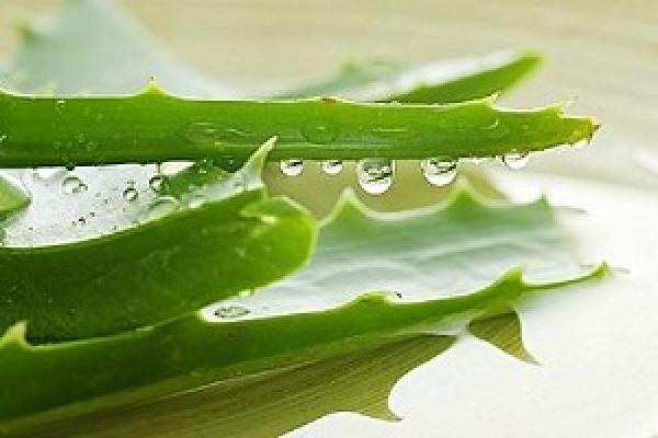 The leaves of Aloe Vera
