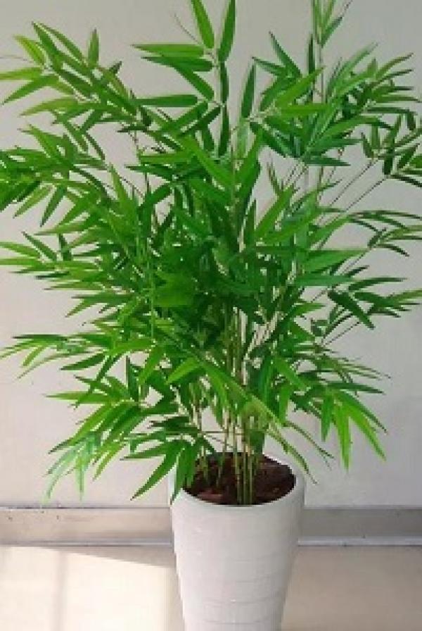 Bambusa multiplex plant