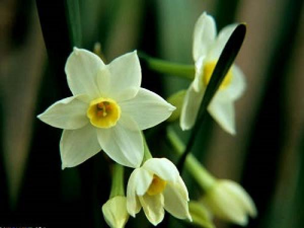 Narcissus