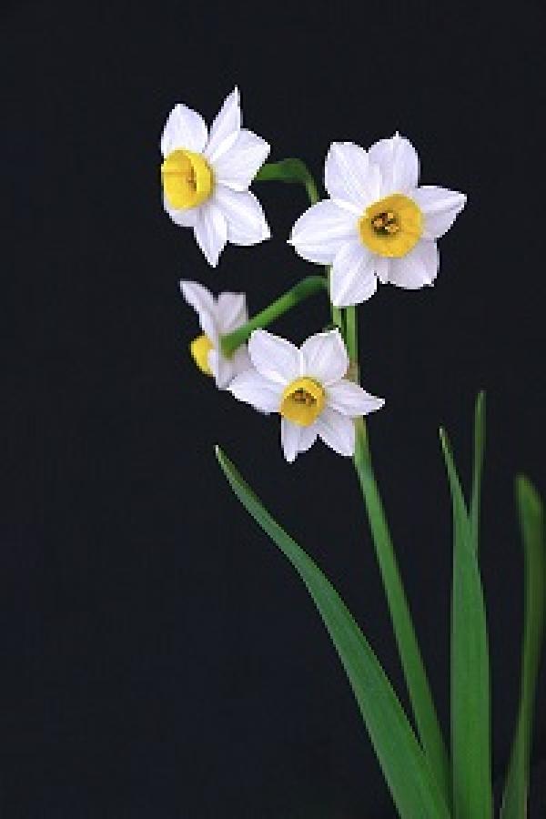 Beautiful daffodils.