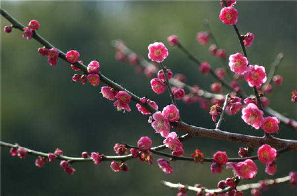 Plum blossom