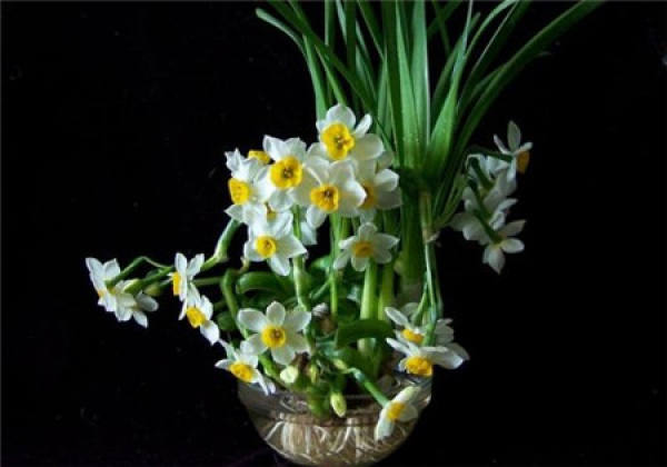 Hydroponic daffodil