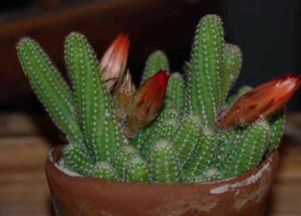 Potted cactus