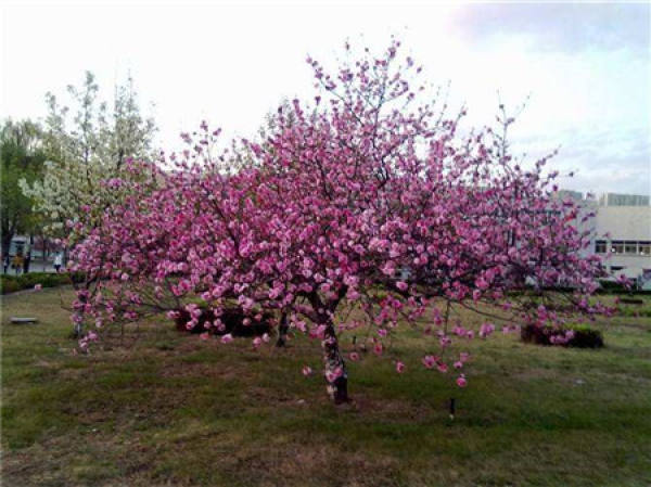 A good-looking peach tree