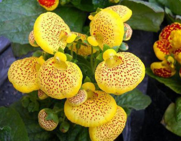 Yellow Lotus Flower
