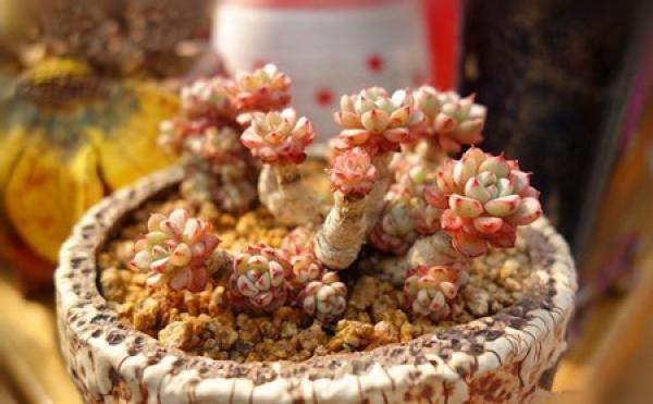 Potted fleshy
