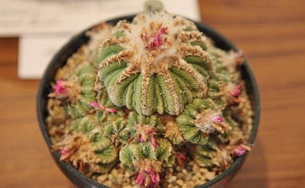 A peculiarly fleshy shape
