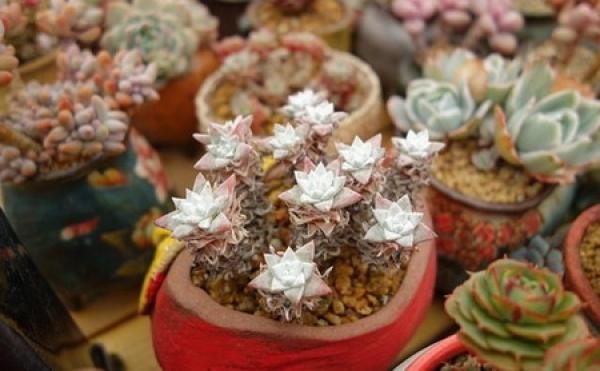 potted meat