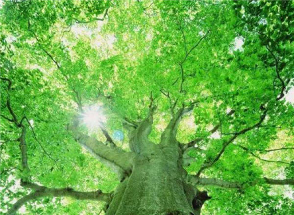 A good-looking tree.